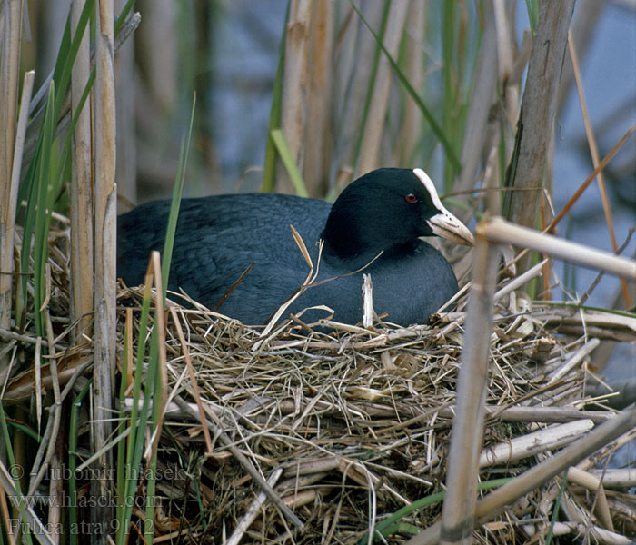 Fulica atra Coot Blhuhn