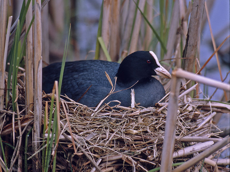 Lyska černá Blishøne Meerkoet Fulica atra