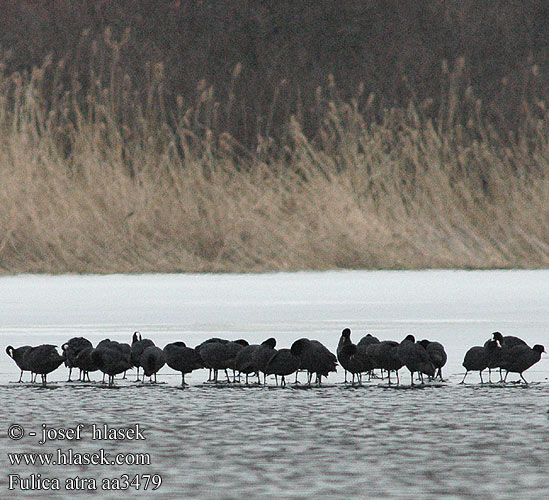 Черна лиска Fulica atra Coot Bläßhuhn