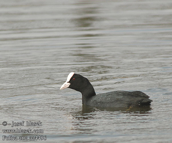 Fulica atra aa4496