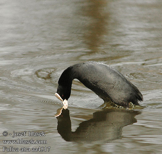 Fulica atra aa4517