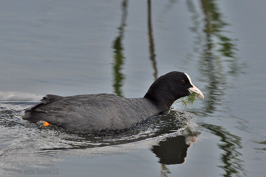 Fulica atra