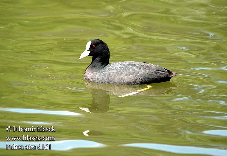 Fulica atra d161