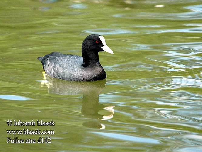 Fulica atra d162