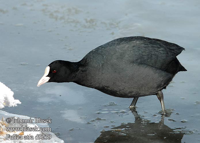 Fulica atra d9239