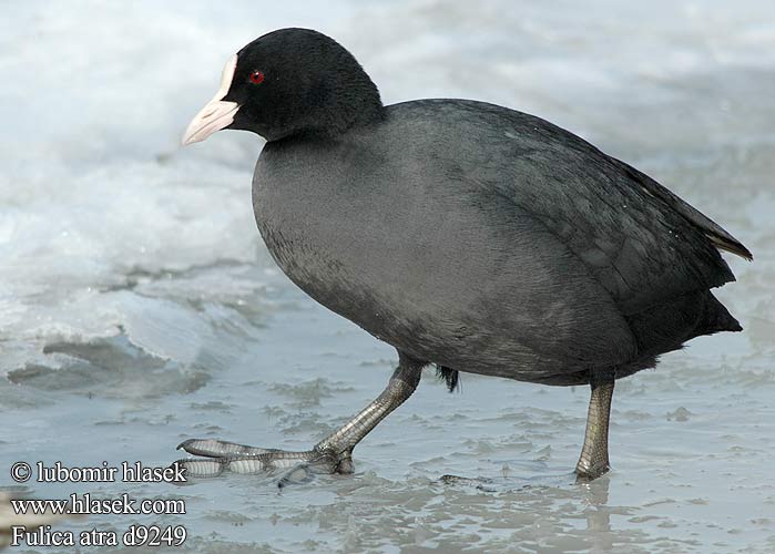 Fulica atra d9249