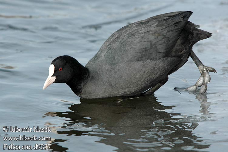 Fulica atra d9257