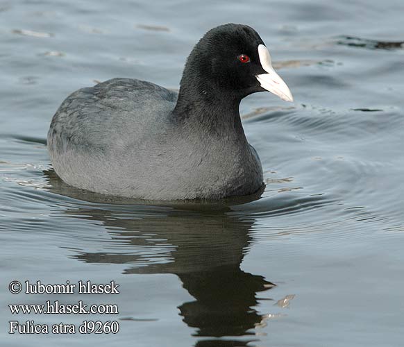 Fulica atra d9260