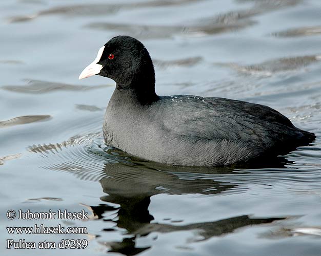 Fulica atra d9289