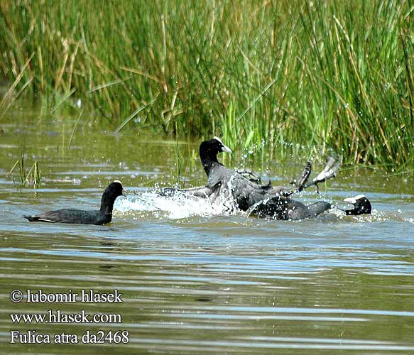 Fulica atra da2468