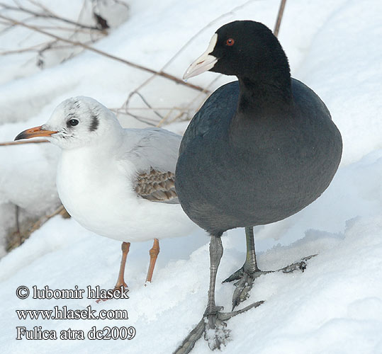 Fulica atra dc2009