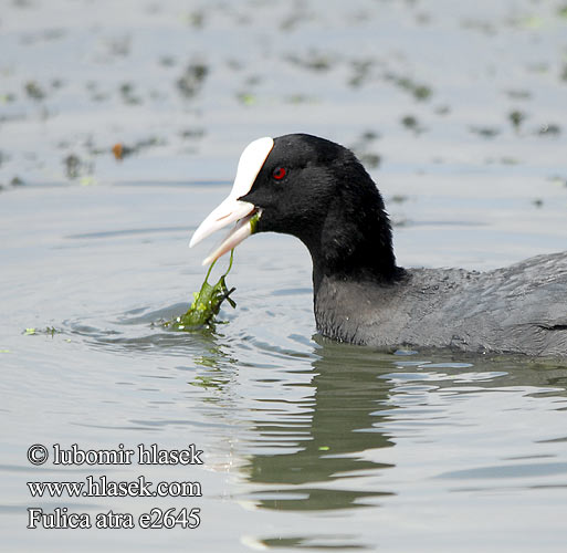 Fulica atra e2645