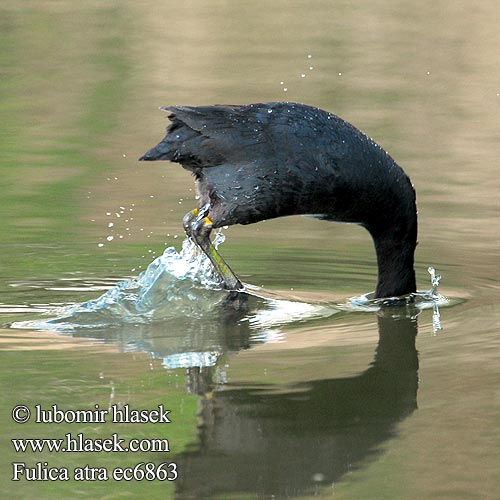 Fulica atra ec6863