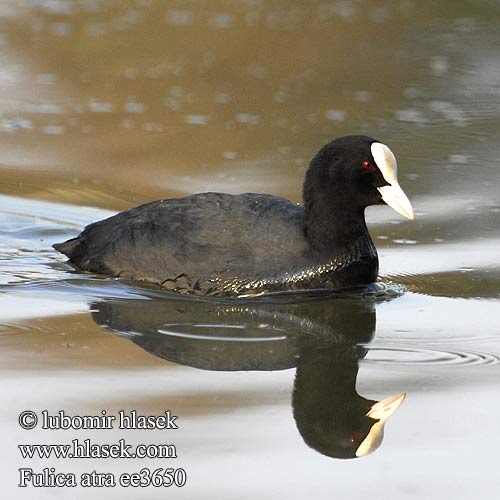 Crna liska Черна лиска Fulica atra Coot