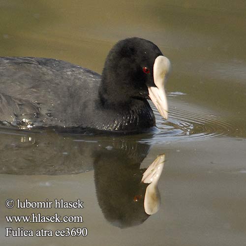 Coot Bläßhuhn Foulque macroule Focha Común Lyska černá