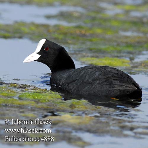 Fulica atra ee4888