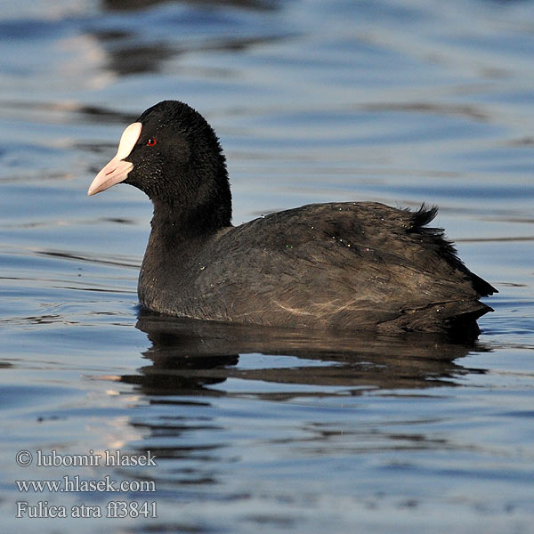 Fulica atra ff3841