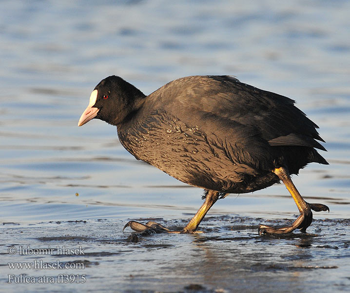 Fulica atra ff3915