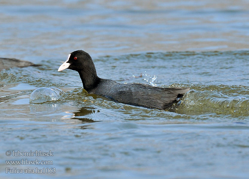 Fulica atra ha1063