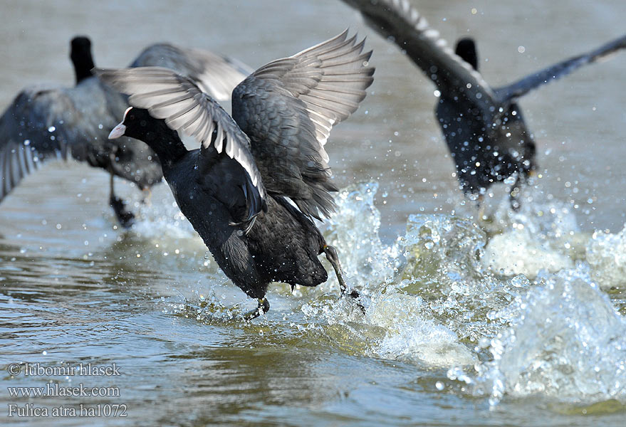 Fulica atra ha1072