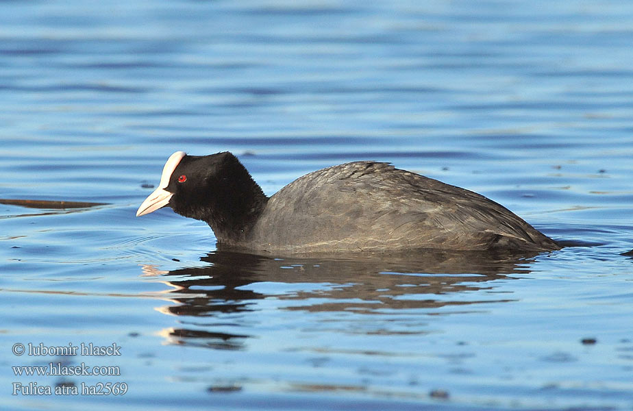 Fulica atra ha2569