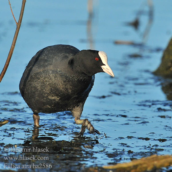 Fulica atra ha2586