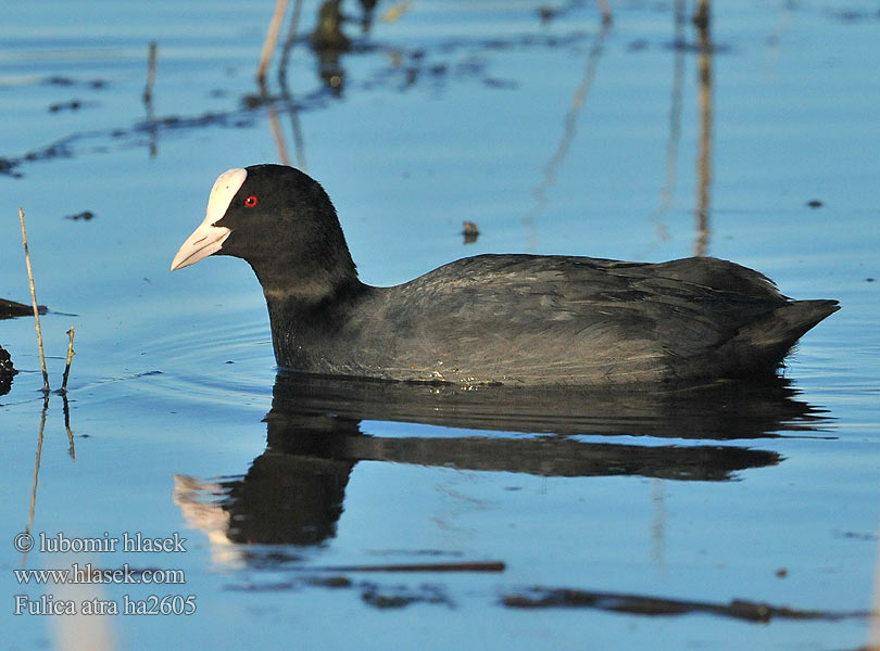 Fulica atra ha2605