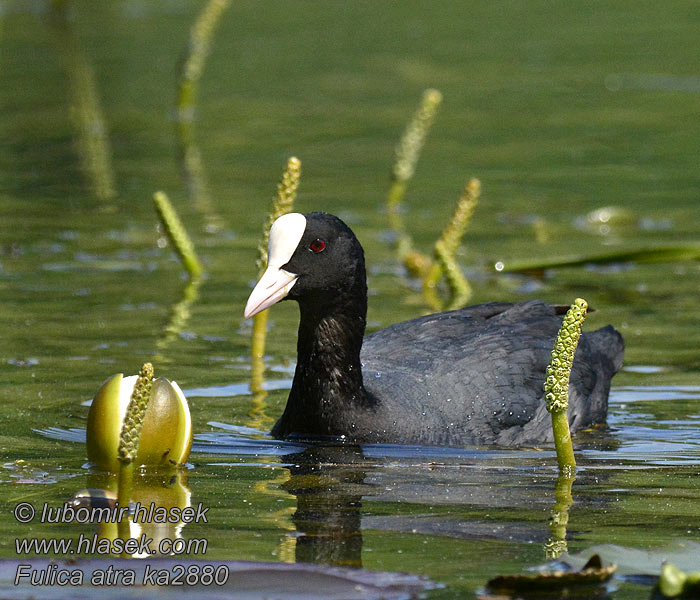 Coot