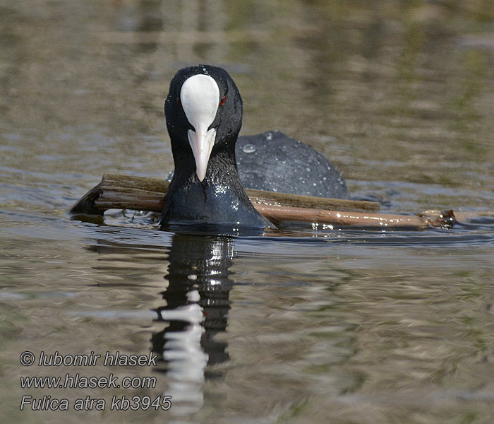 Nokikana Folaga Sothøne Sothöna 白骨頂 Fulica atra