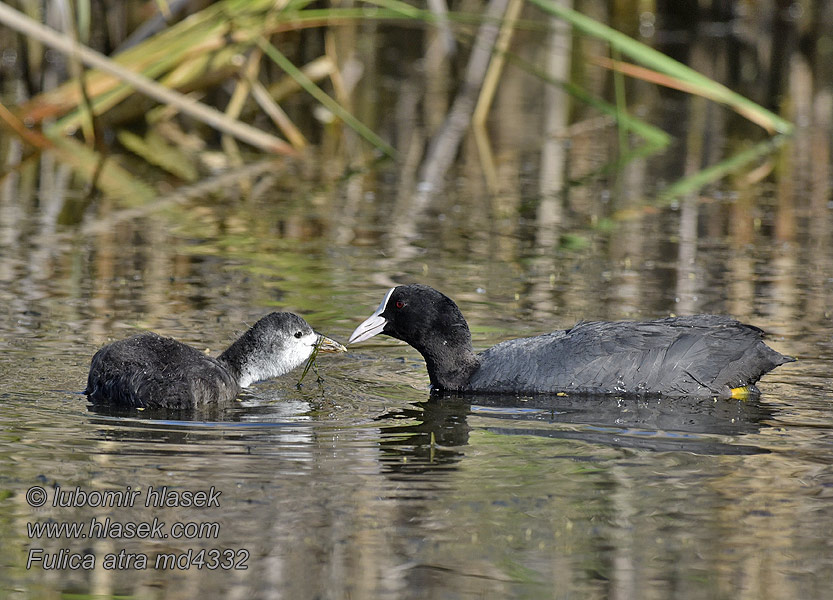 Focha Común Lyska černá Blishøne Meerkoet Fulica atra