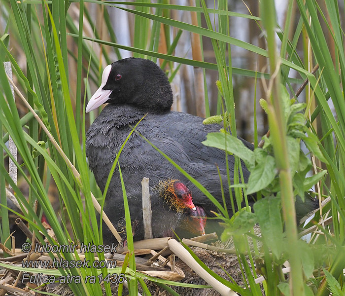 Coot Bläßhuhn Foulque macroule Fulica atra