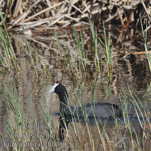 Fulica cristata bb0802