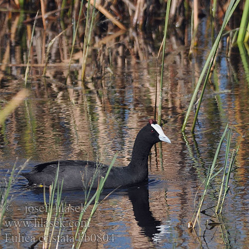 Fulica cristata bb0804