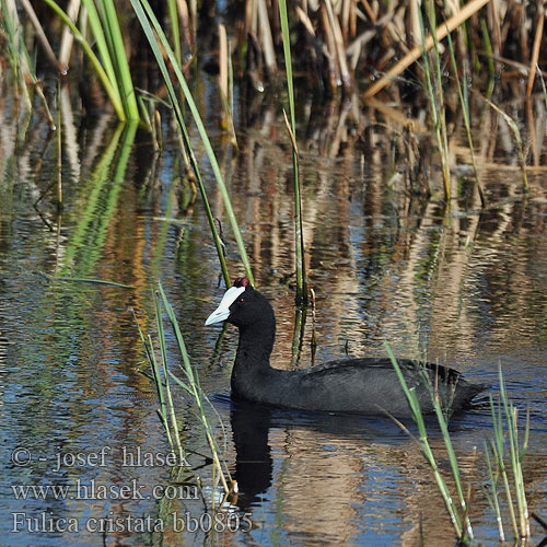 Fulica cristata bb0805