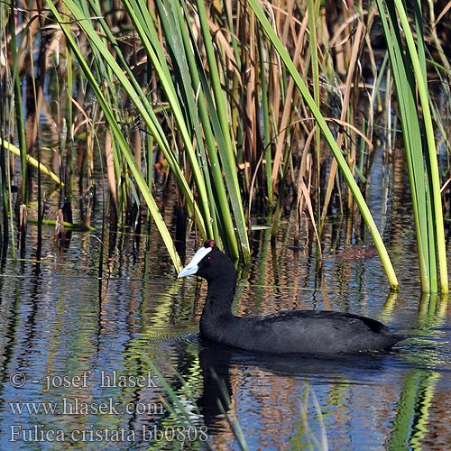 Fulica cristata bb0808