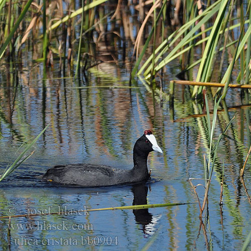 Fulica cristata bb0904