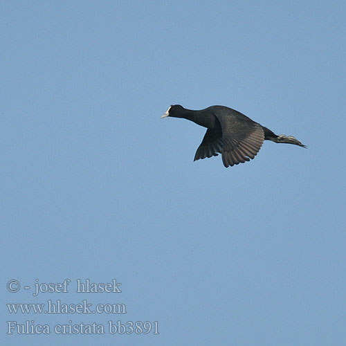 Fulica cristata bb3891