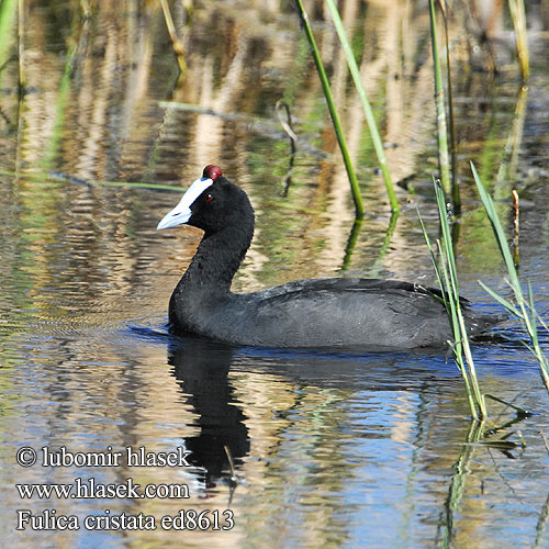 Fulica cristata ed8613