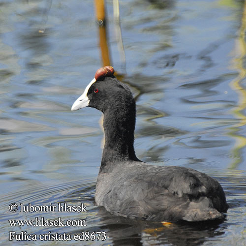 Fulica cristata ed8673