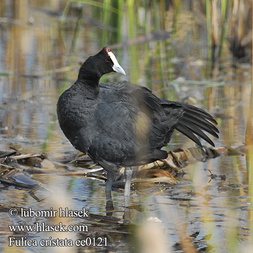 Red-knobbed Coot Creasted Crested Lyska hřebenatá