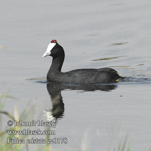 Fulica cristata ee0178