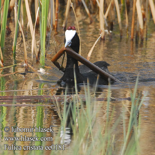 Fulica cristata ee0181