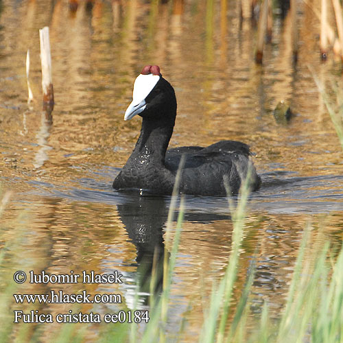 Fulica cristata ee0184