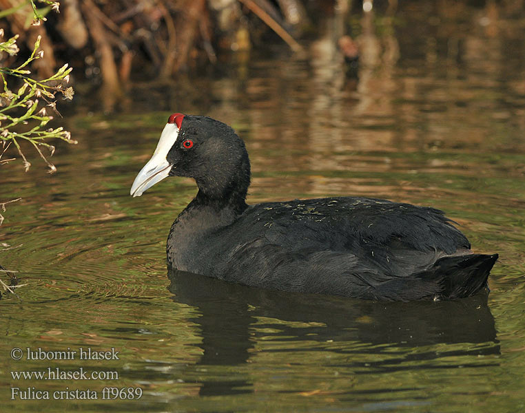 Folaga cristata アフリカオオバン Knobbelmeerkoet