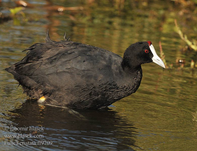 Fulica cristata ff9709