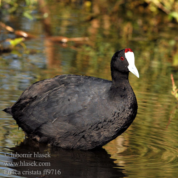 Fulica cristata ff9716