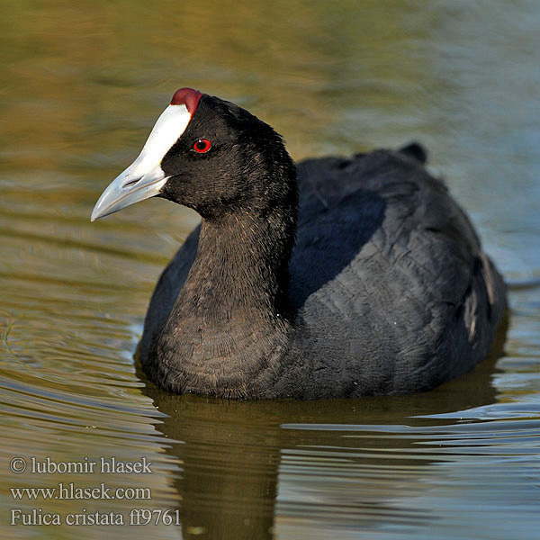 Fulica cristata ff9761