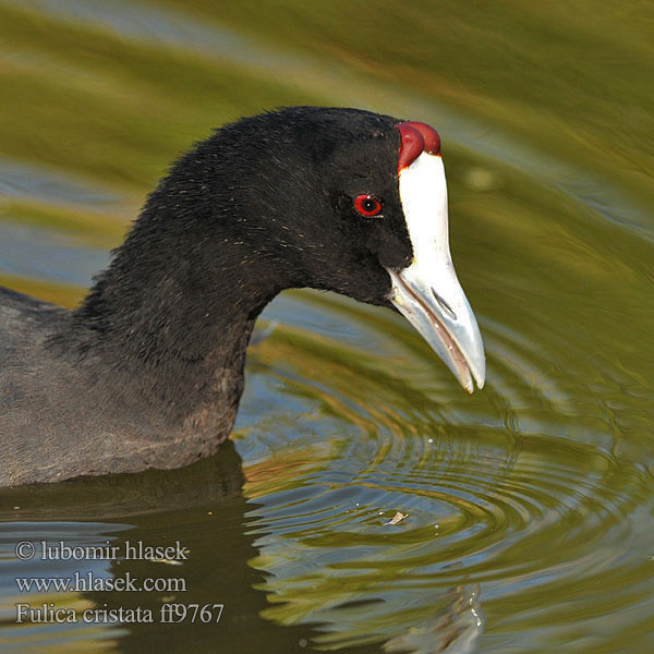 Fulica cristata ff9767