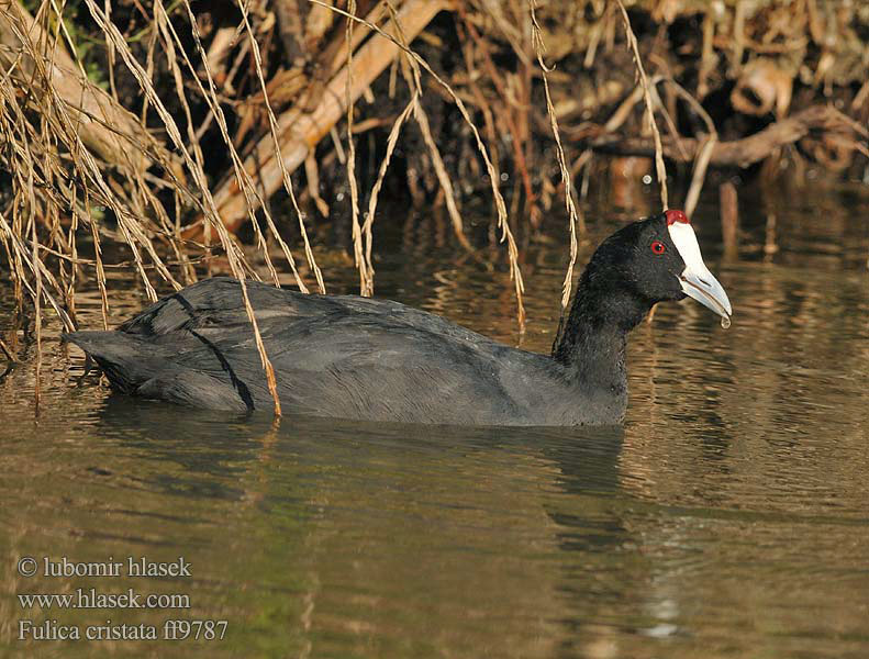 Fulica cristata ff9787