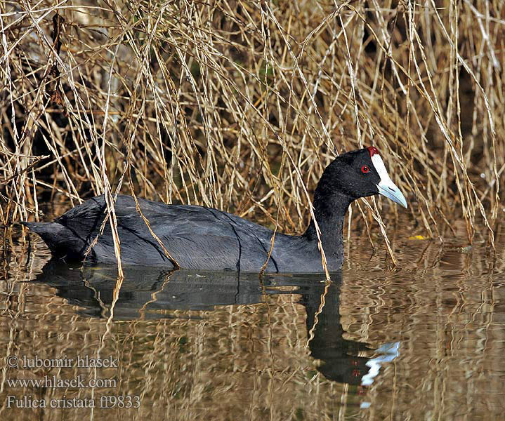 Fulica cristata ff9833